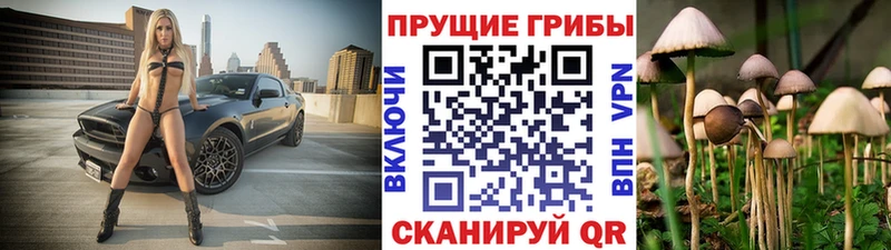 кракен вход  Алексин  Псилоцибиновые грибы Psilocybe  shop какой сайт  закладка 